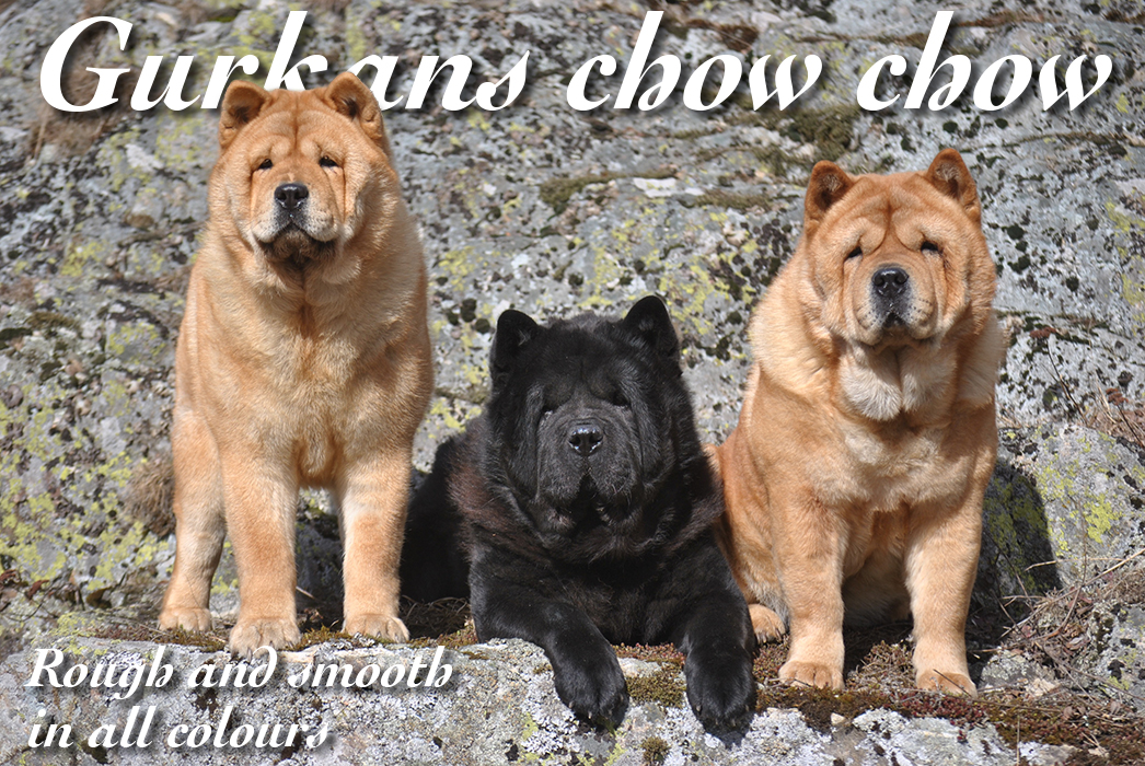 Gurkans chow chow Gurkans chow chow