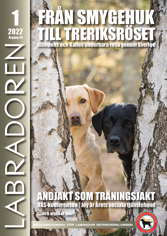 Labradoren